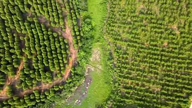 广西植树造林绿色生态保护航拍素材视频的预览图